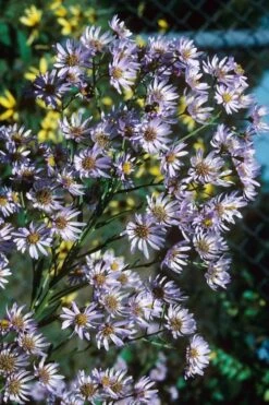 Climbing Aster (Ampelaster Carolianianus) - 1 Gallon Pot -Wilson Bros Gardens ampelaster carolinianus climbiing aster 7