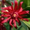 Florida Anise - Illicium Floridanum - 1 Gallon Pot -Wilson Bros Gardens anise florida 10