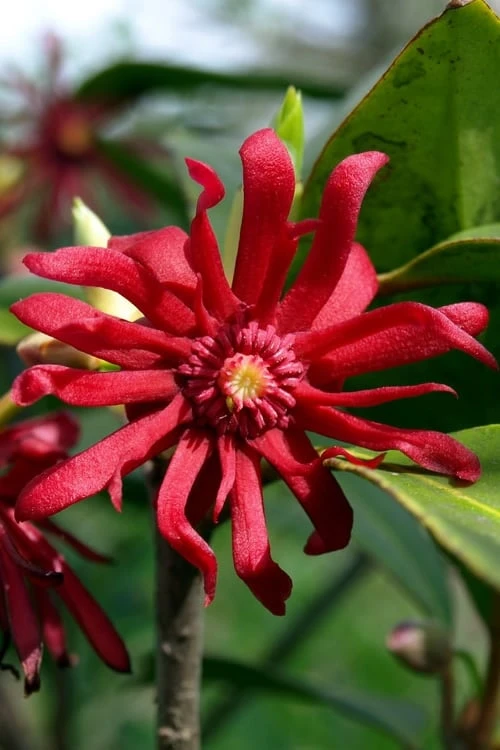 Florida Anise - Illicium Floridanum - 1 Gallon Pot 3 Florida Anise - Illicium Floridanum - 1 Gallon Pot