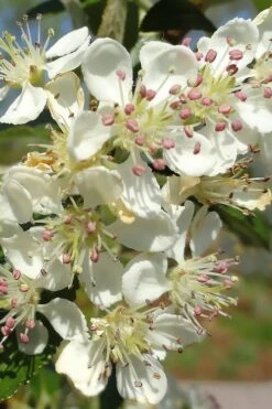 Brilliantissima Aronia (Red Chokeberry) - 3 Gallon Pot -Wilson Bros Gardens aronia arbutifolia brilliantissima red chokeberry 5