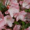 Amy Azalea - 1 Gallon Pot -Wilson Bros Gardens azalea amy 4