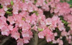 Amy Azalea - 1 Gallon Pot -Wilson Bros Gardens azalea amy 8