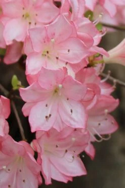 Amy Azalea - 1 Gallon Pot -Wilson Bros Gardens azalea amy 9