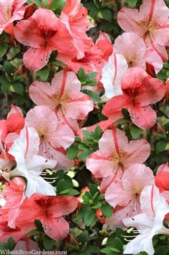 Astronaut Azalea - 1 Gallon Pot -Wilson Bros Gardens azalea astronaut 1