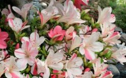 Astronaut Azalea - 1 Gallon Pot -Wilson Bros Gardens azalea astronaut 3