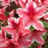 Ben Morrison Azalea - 2 Gallon Pot -Wilson Bros Gardens azalea ben morrison 2