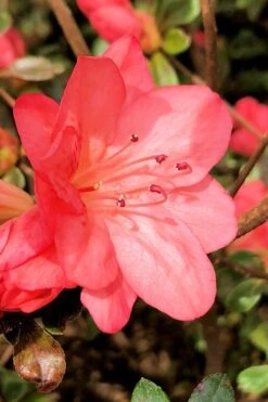 Blaauw's Pink Azalea - 3 Gallon Pot -Wilson Bros Gardens azalea blaauws pink 10