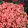 Blaauw's Pink Azalea - 3 Gallon Pot -Wilson Bros Gardens azalea blaauws pink 11