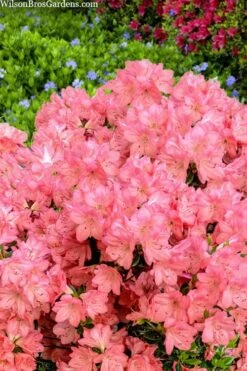 Blaauw's Pink Azalea - 3 Gallon Pot -Wilson Bros Gardens azalea blaauws pink 4