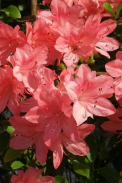 Blaauw's Pink Azalea - 3 Gallon Pot -Wilson Bros Gardens azalea blaauws pink 6