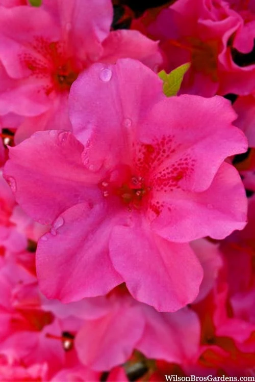 Pink Explosion Bloom 'N Again Azalea - 2 Gallon Pot 7 Pink Explosion Bloom 'N Again Azalea - 2 Gallon Pot - Image 5