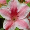 Lady Cavendish Azalea - 1 Gallon Pot -Wilson Bros Gardens azalea cavendish 1