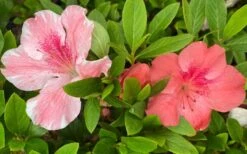 Lady Cavendish Azalea - 1 Gallon Pot 11 Lady Cavendish Azalea - 1 Gallon Pot -Wilson Bros Gardens azalea cavendish 2