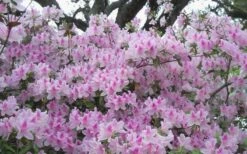 George L. Taber Southern Indica Azalea - 7 Gallon Pot -Wilson Bros Gardens azalea george taber 10