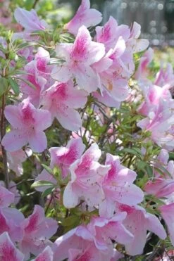 George L. Taber Southern Indica Azalea - 7 Gallon Pot -Wilson Bros Gardens azalea george taber 11