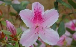 George L. Taber Southern Indica Azalea - 7 Gallon Pot -Wilson Bros Gardens azalea george taber 13