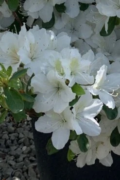 Girard's Pleasant White Azalea - 1 Gallon Pot -Wilson Bros Gardens azalea girards pleasant white 22