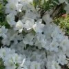 Girard's Pleasant White Azalea - 1 Gallon Pot -Wilson Bros Gardens azalea girards pleasant white 23