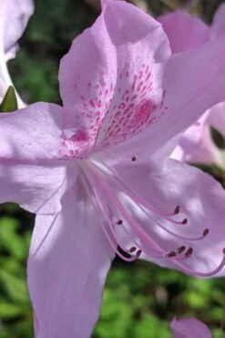 Gulf Pride Fragrant Southern Indica Azalea - 1 Gallon Pot 12 Gulf Pride Fragrant Southern Indica Azalea - 1 Gallon Pot -Wilson Bros Gardens azalea gulf pride 5