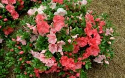 Hilda Niblett Azalea - 2 Gallon Pot -Wilson Bros Gardens azalea hilda niblet flowers
