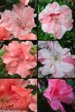 Hilda Niblett Azalea - 2 Gallon Pot -Wilson Bros Gardens azalea hilda niblett 100