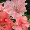 Hilda Niblett Azalea - 2 Gallon Pot -Wilson Bros Gardens azalea hilda niblett 11
