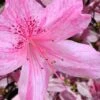 Northlake Beauty Azalea - 6 Pack Of 1 Gallon Pots -Wilson Bros Gardens azalea northlake beauty 10 1