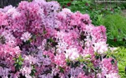 Northlake Beauty Azalea - 3 Gallon Pot -Wilson Bros Gardens azalea northlake beauty 13