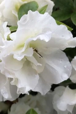 Perfecto Mundo Double White Reblooming Azalea - 3 Gallon Pot -Wilson Bros Gardens azalea perfecto mondo double white 1