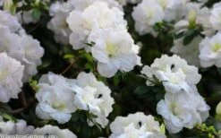 Perfecto Mundo Double White Reblooming Azalea - 3 Gallon Pot -Wilson Bros Gardens azalea perfecto mondo double white 2