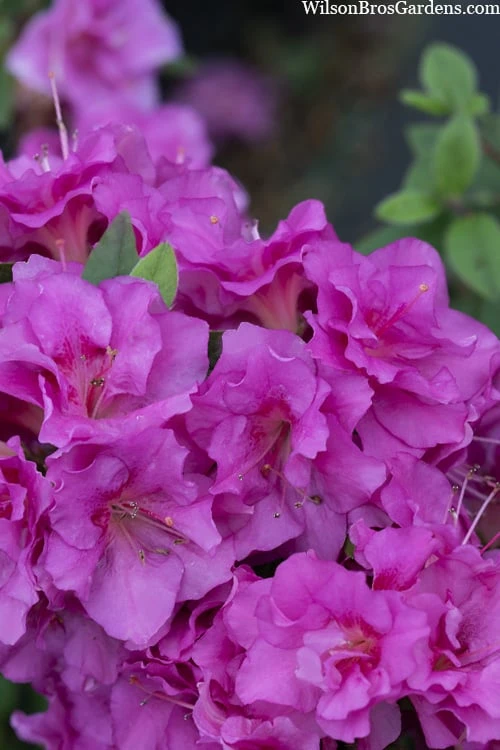 Perfecto Mundo Double Purple Reblooming Azalea - 1 Gallon Pot 8 Perfecto Mundo Double Purple Reblooming Azalea - 1 Gallon Pot - Image 6
