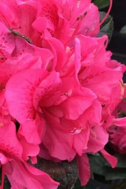 Perfecto Mundo Double Dark Pink Reblooming Azalea - 2 Gallon Pot -Wilson Bros Gardens azalea perfecto mundo double dark pink 1