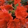 Perfecto Mundo Orange Azalea - 3 Gallon Pot 2 Perfecto Mundo Orange Azalea - 3 Gallon Pot -Wilson Bros Gardens azalea perfecto mundo double orange 500x750 1