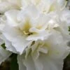 Perfecto Mundo Double White Reblooming Azalea - 3 Gallon Pot -Wilson Bros Gardens azalea perfecto mundo double white 8