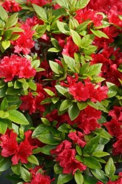 Perfecto Mundo Red Reblooming Azalea - 1 Gallon Pot -Wilson Bros Gardens azalea perfecto mundo red 2 2