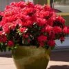 Perfecto Mundo Red Reblooming Azalea - 3 Pack Of Quart Pots -Wilson Bros Gardens azalea perfecto mundo red 3 1