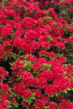Perfecto Mundo Red Reblooming Azalea - 1 Gallon Pot -Wilson Bros Gardens azalea perfecto mundo red 5 2