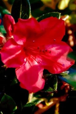 Perfecto Mundo Red Reblooming Azalea - 1 Gallon Pot -Wilson Bros Gardens azalea perfecto mundo red 6 2