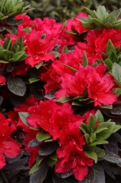 Perfecto Mundo Red Reblooming Azalea - 3 Pack Of Quart Pots -Wilson Bros Gardens azalea perfecto mundo red 8 1
