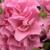 Perfecto Mundo Double Pink Reblooming Azalea - 2 Gallon Pot -Wilson Bros Gardens azalea perfectomundo double pink 100