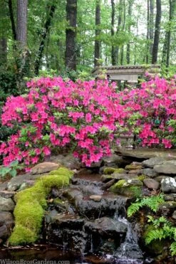 Pink Formosa Azalea - 1 Gallon Pot -Wilson Bros Gardens azalea pink formosa 2 2