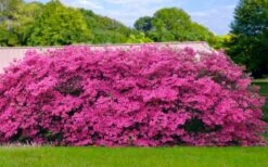 Pink Formosa Azalea - 3 Gallon Pot -Wilson Bros Gardens azalea pink formosa 4 1