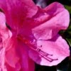 Pink Formosa Azalea - 3 Gallon Pot 2 Pink Formosa Azalea - 3 Gallon Pot -Wilson Bros Gardens azalea pink formosa 5 1