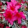 The Robe Azalea - 3 Gallon Pot -Wilson Bros Gardens azalea the robe 4