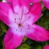 Vibrant Azalea (Harris Hybrid) - 3 Gallon Pot -Wilson Bros Gardens azalea vibrant 100