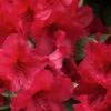 Vivid Azalea - 1 Gallon Pot -Wilson Bros Gardens azalea vivid red 1