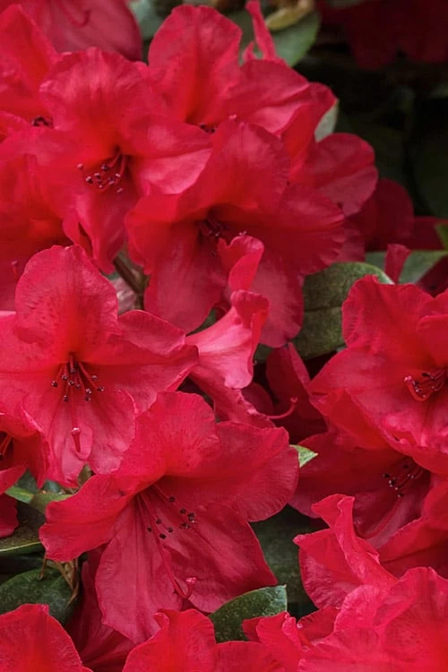 Vivid Azalea - 1 Gallon Pot 3 Vivid Azalea - 1 Gallon Pot