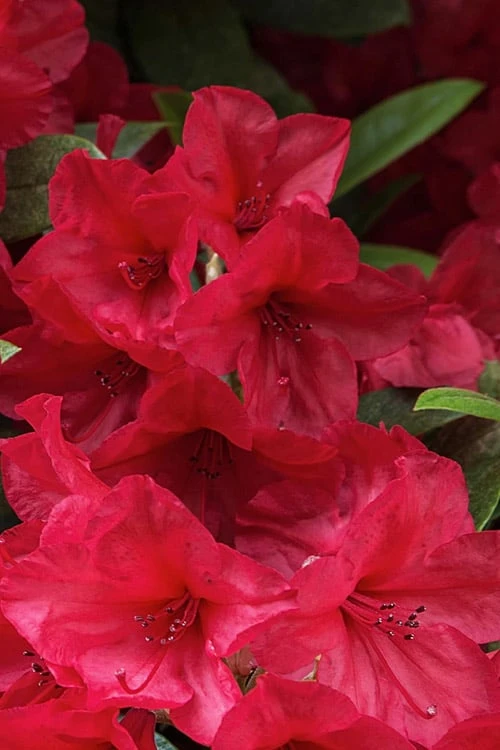 Vivid Azalea - 1 Gallon Pot 8 Vivid Azalea - 1 Gallon Pot - Image 6