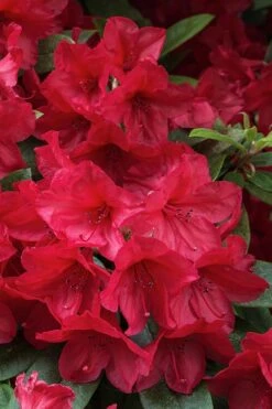 Vivid Azalea - 1 Gallon Pot 11 Vivid Azalea - 1 Gallon Pot -Wilson Bros Gardens azalea vivid red 3