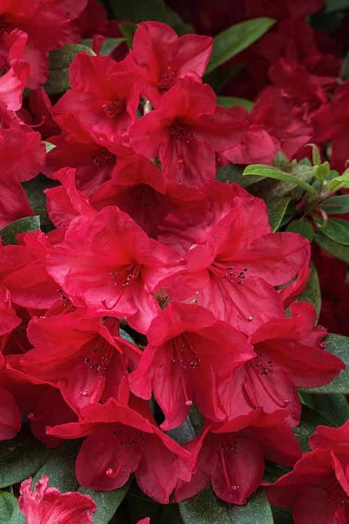 Vivid Azalea - 1 Gallon Pot 6 Vivid Azalea - 1 Gallon Pot - Image 4